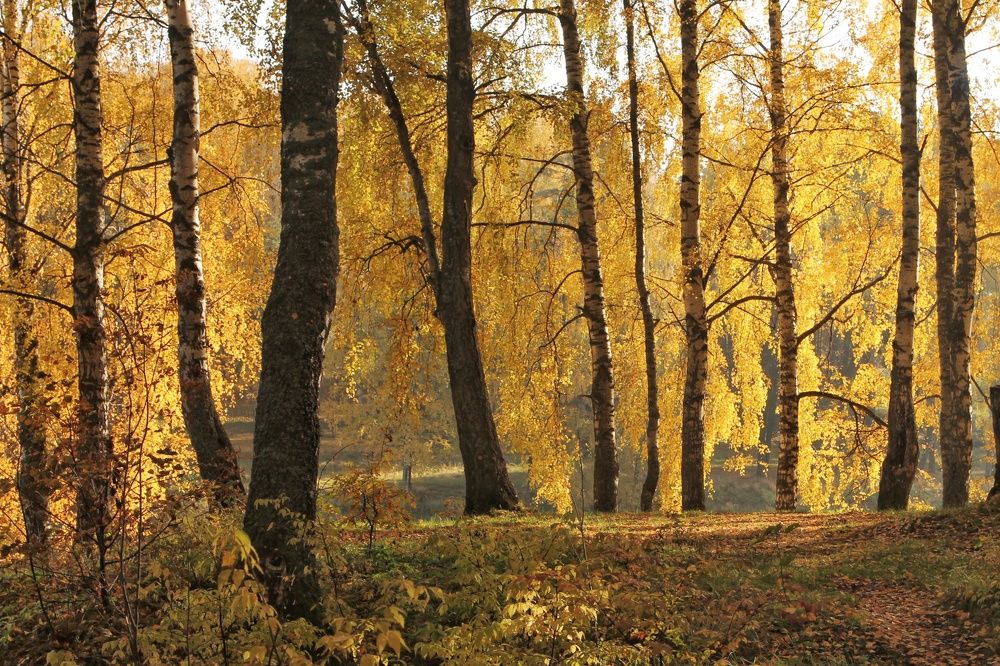 Photograph by Виктория Хмара