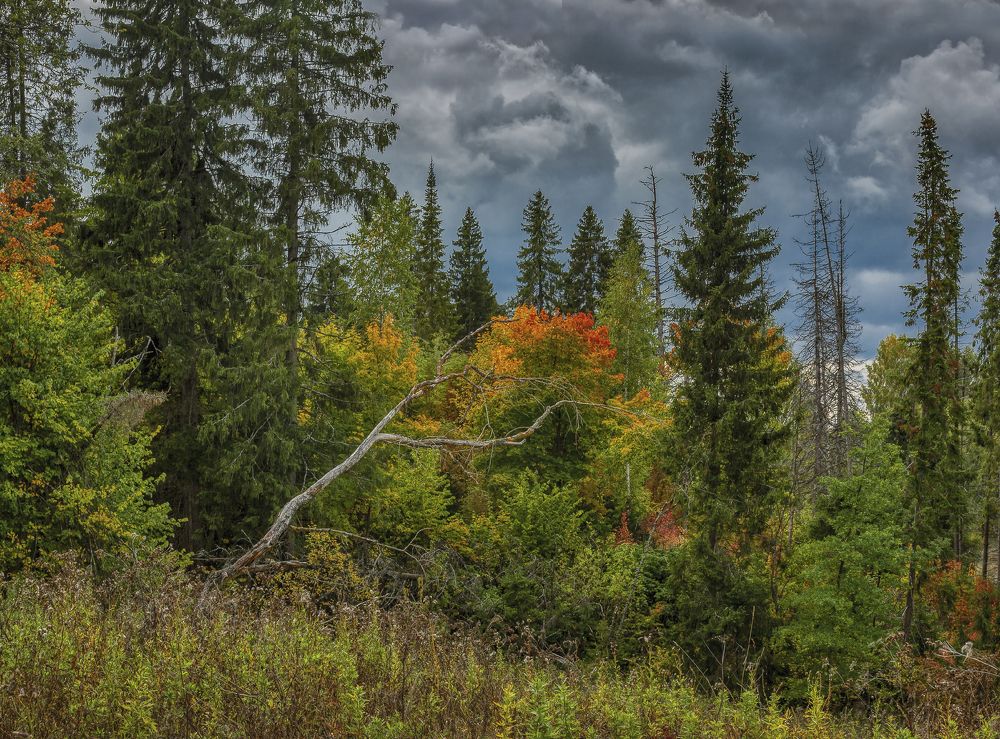 Фотография автора Александр Сальников