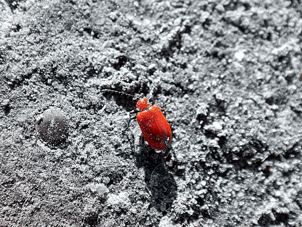 Весь прям такой красный