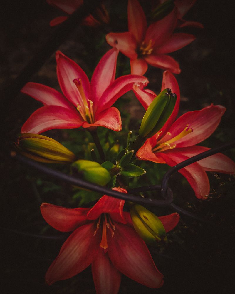 Photograph by Виктория Володько