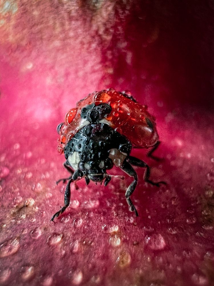 Photograph by Дамир Давронов