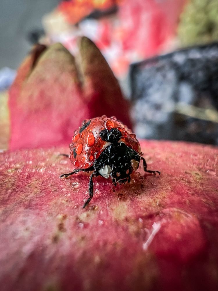 Photograph by Дамир Давронов