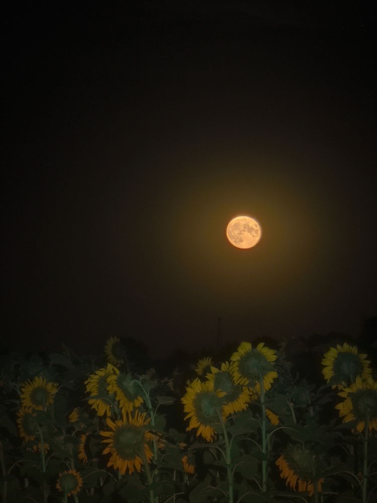 Photograph by Алексей Тарасов