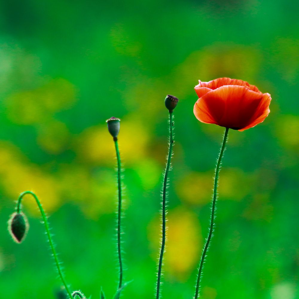 Photograph by Jahantigh Hossein
