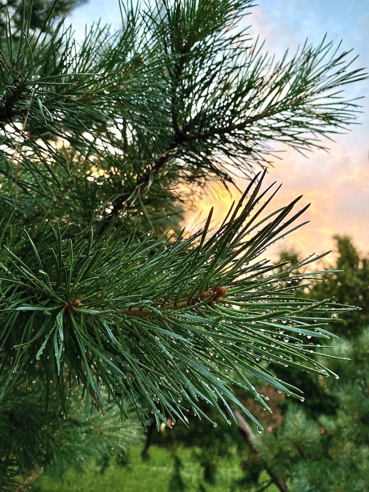 Photograph by Иованна Решетова