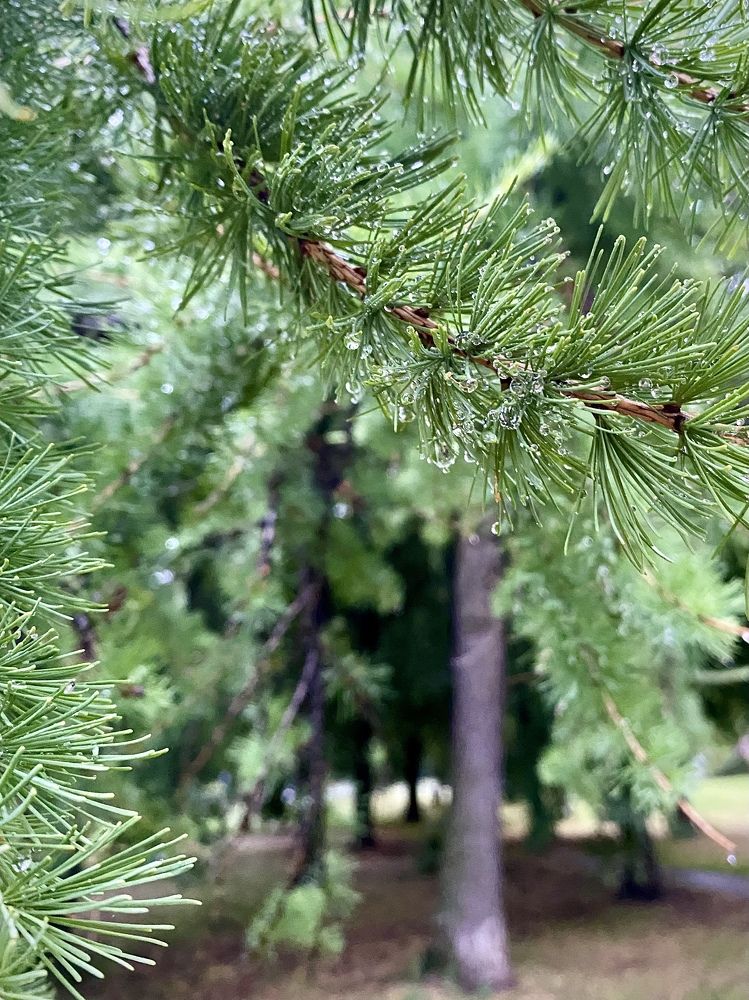 Photograph by Иованна Решетова