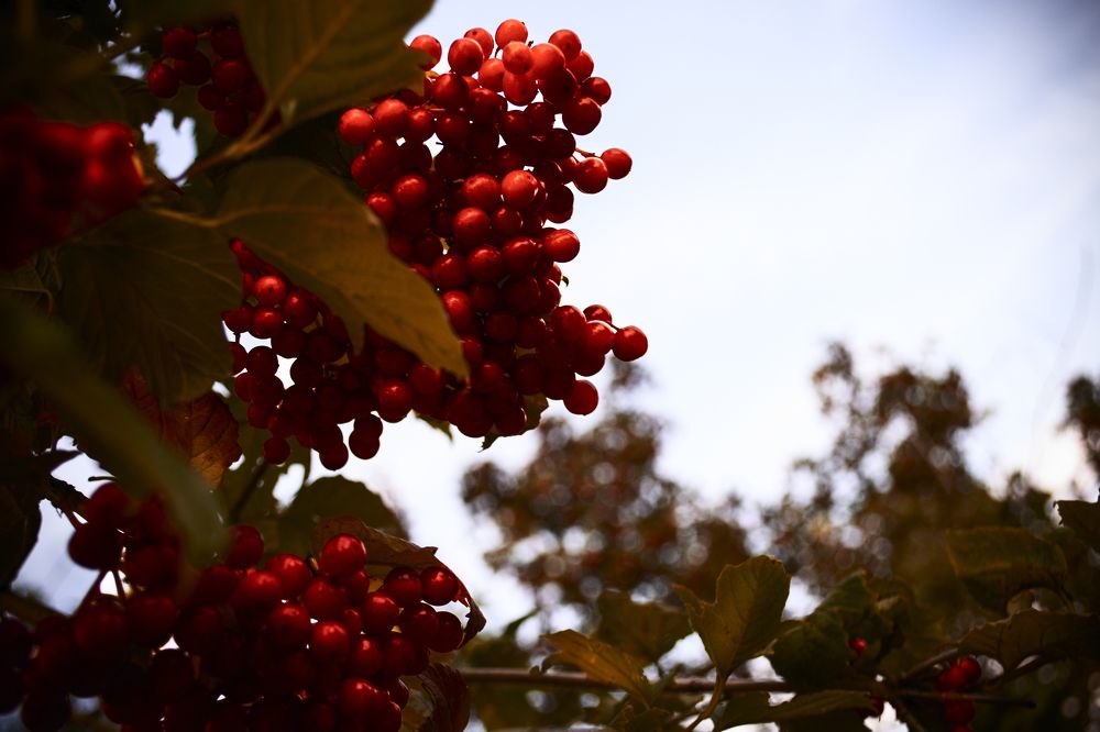 Фотография автора Nikita Gaidarenko