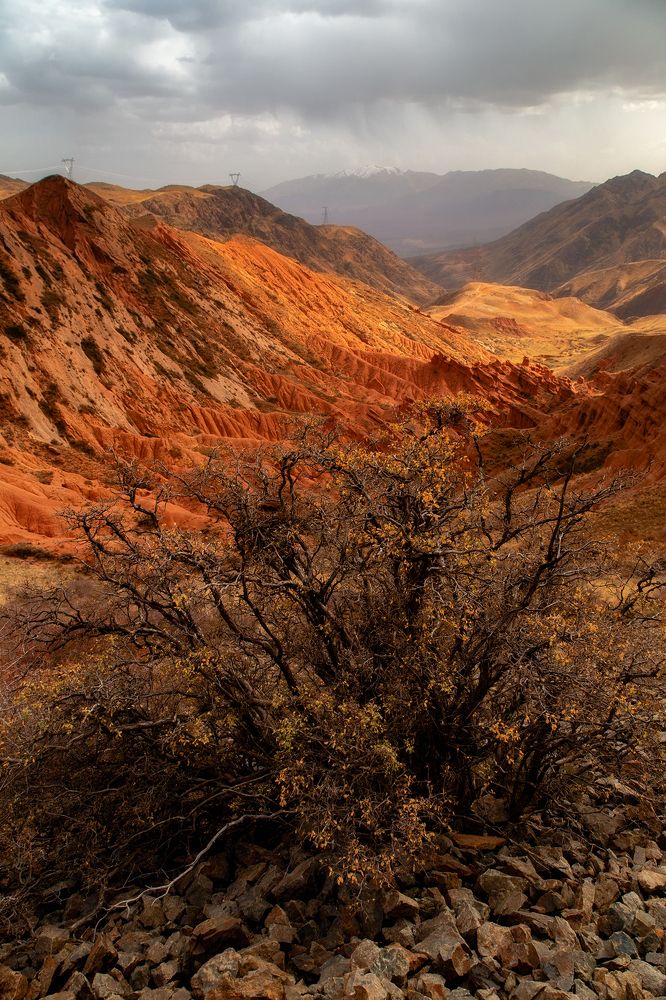Опустевшее гнездо
