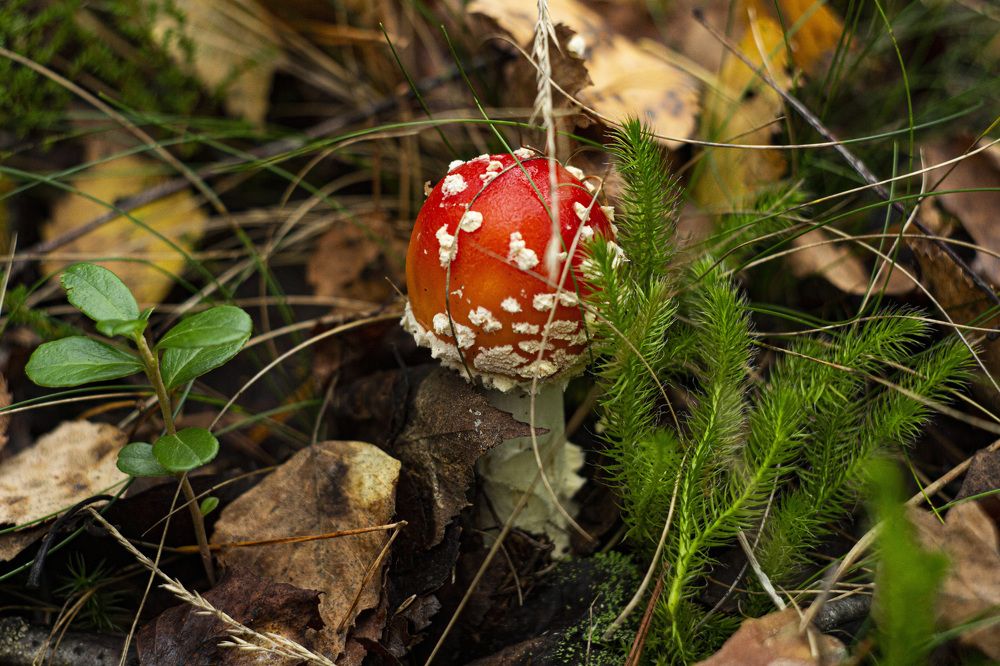 Photograph by Алексей Борисов