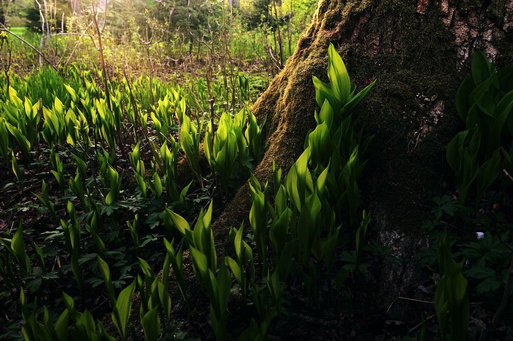 Photograph by Ija Reiman