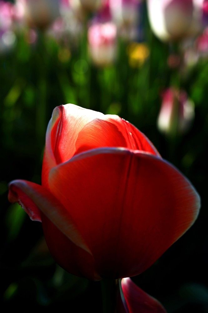 Photograph by Ija Reiman