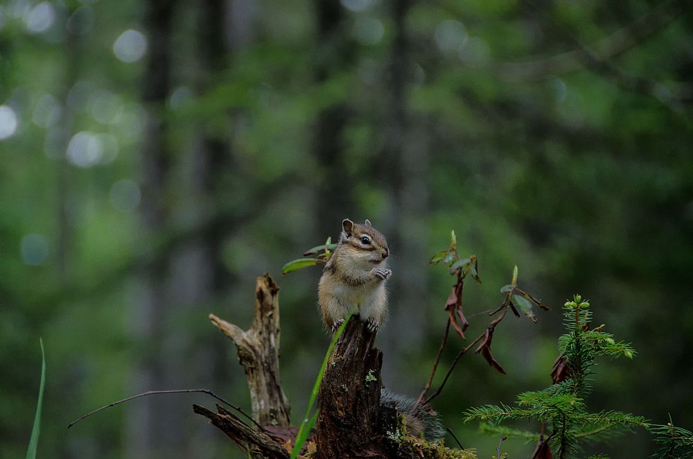 Photograph by Даниил Марков