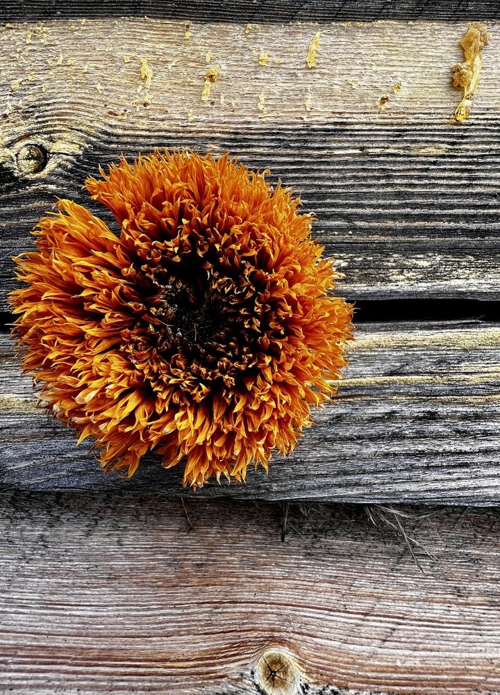 Photograph by Елена Мизина