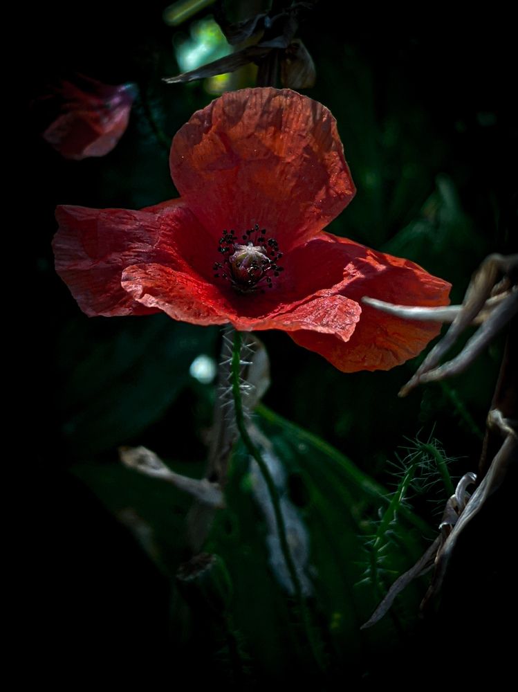 Photograph by Дарья Макаревич