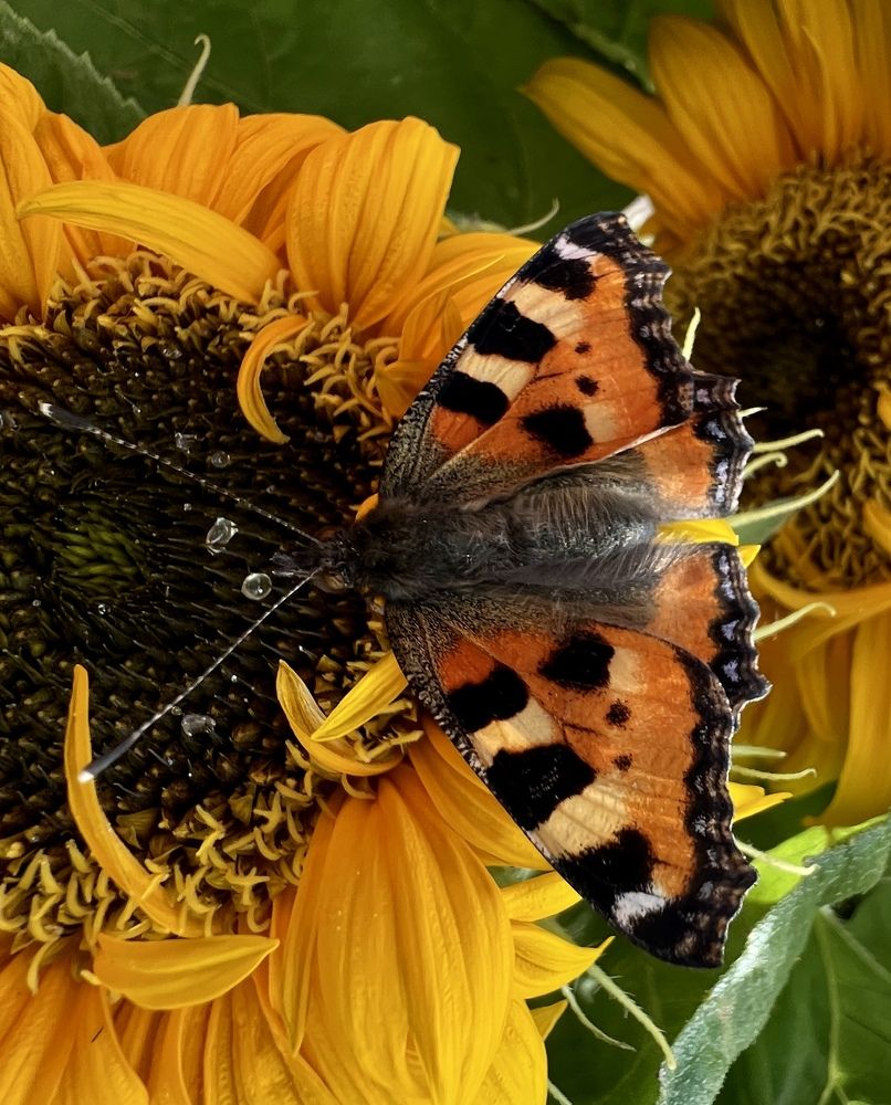 Photograph by Елена Мизина