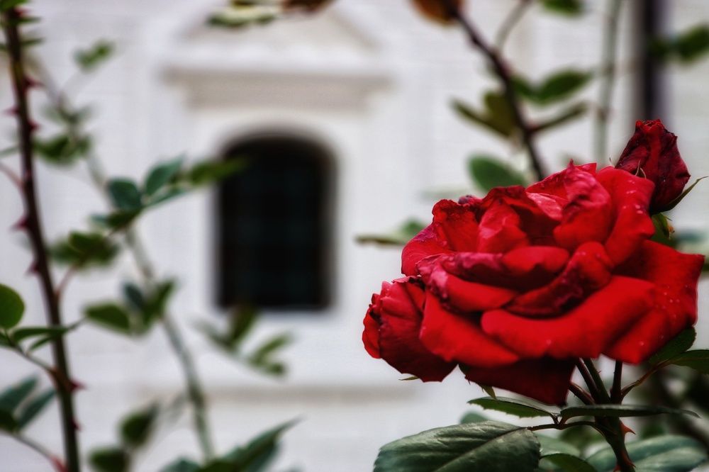 Photograph by Ирина Новицкая