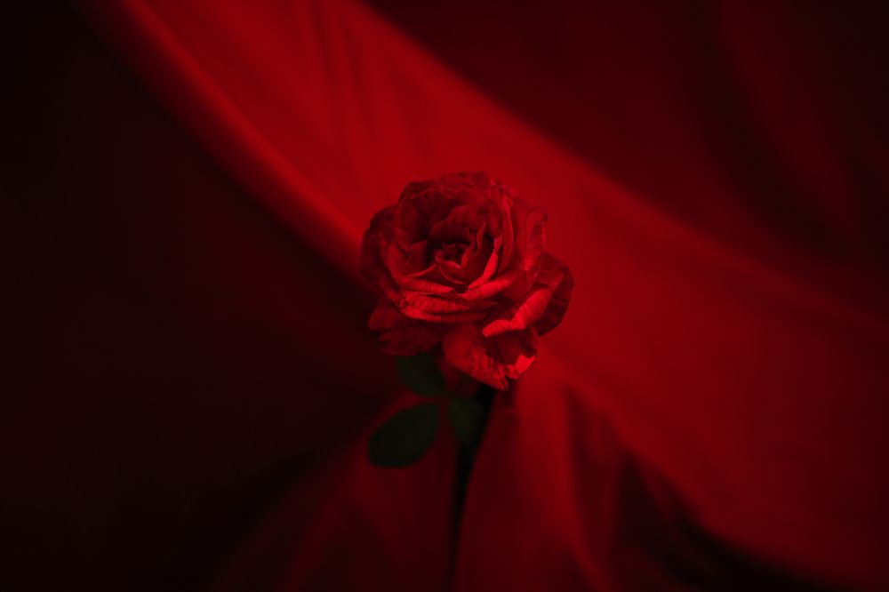 Мраморная роза