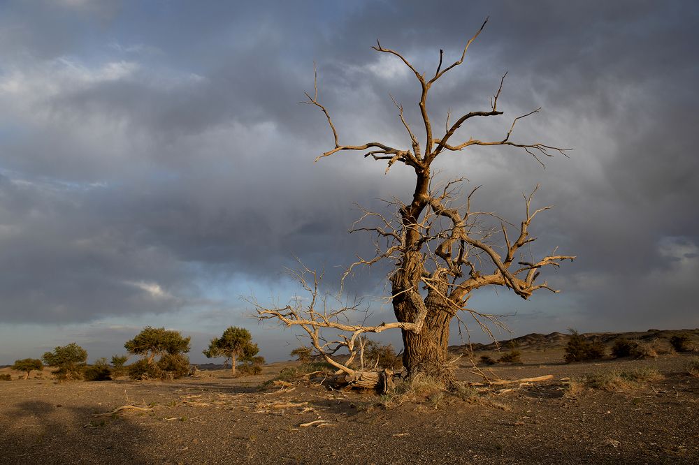 Вечерний свет.