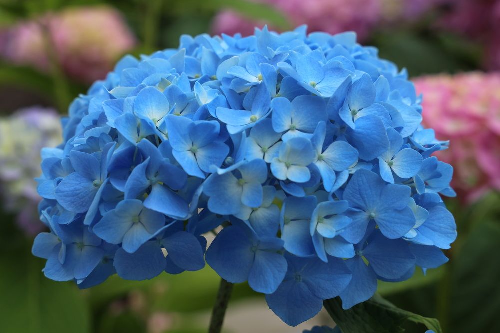 Фотография автора Елена Колосова