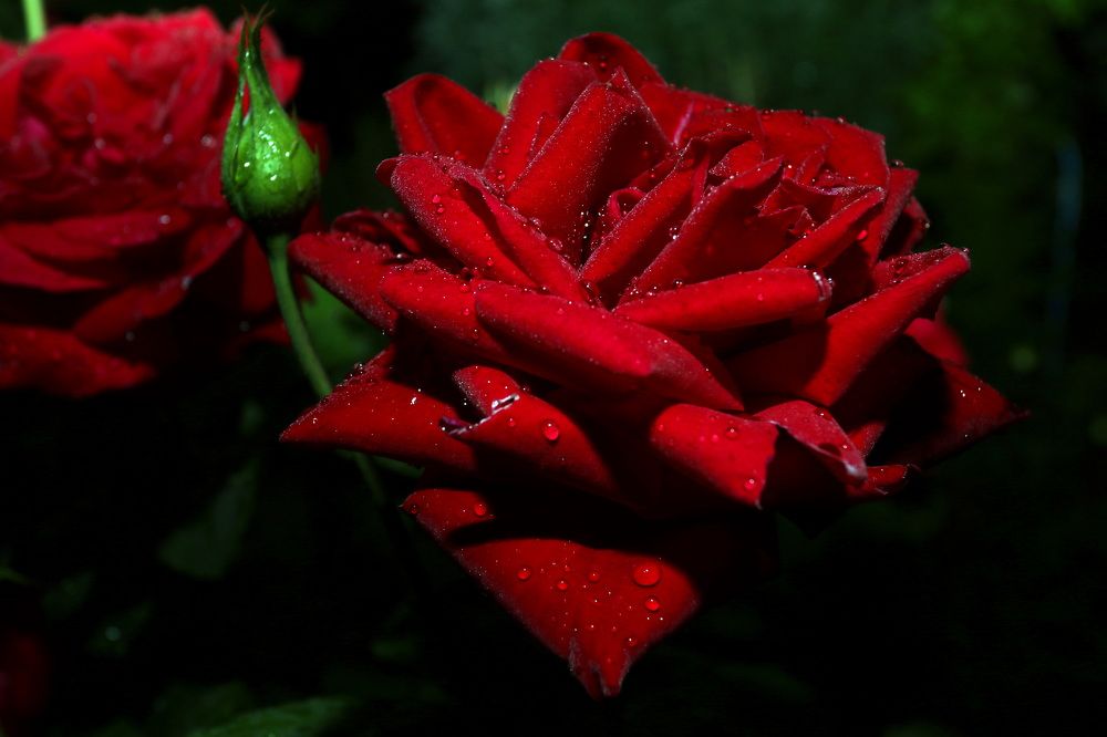 Фотография автора Елена Колосова