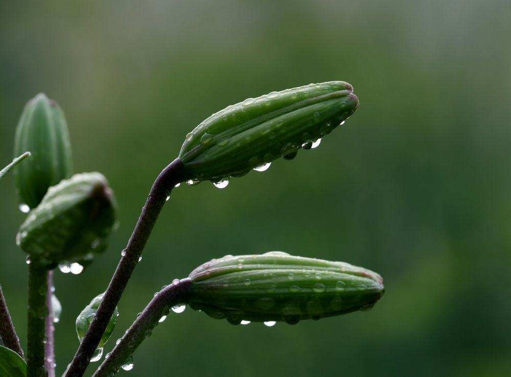 Фотография автора Елена Колосова