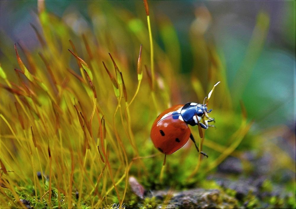 Photograph by Татьяна Рябова