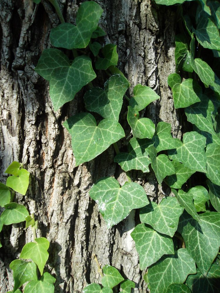 Photograph by Olga Vatkova