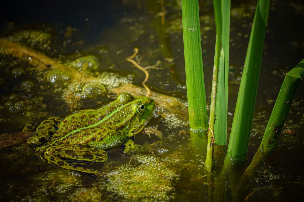 Photograph by Valdis Serzhans
