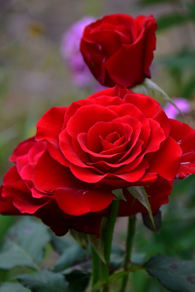 Красные розы выращивание в домашних условиях