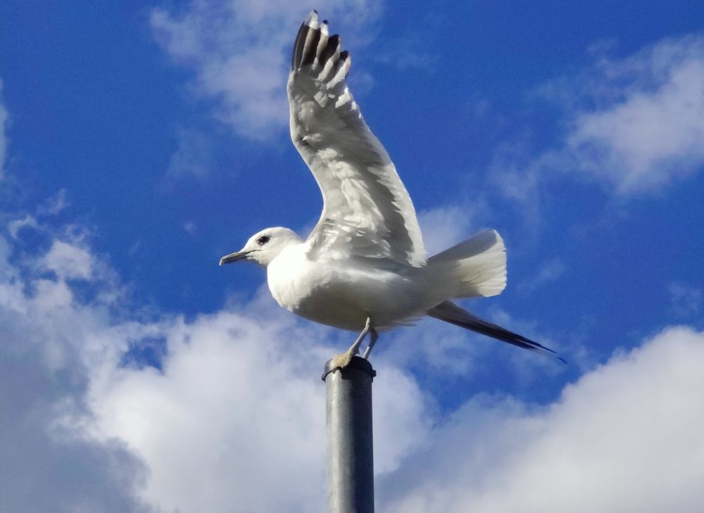 Photograph by Tuure Äikäs