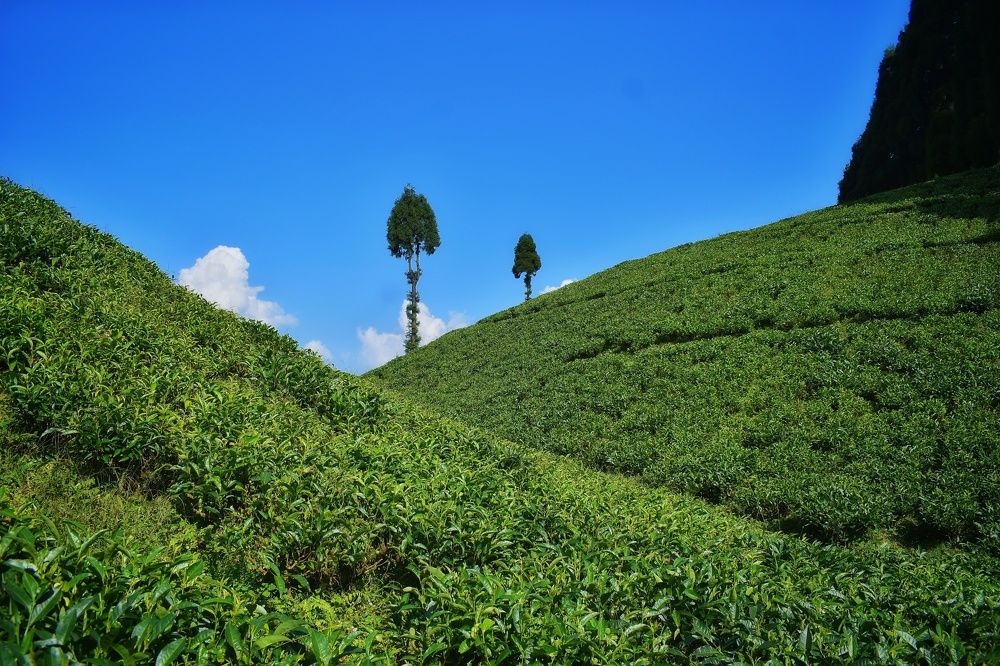 Photograph by Sarasij Betal