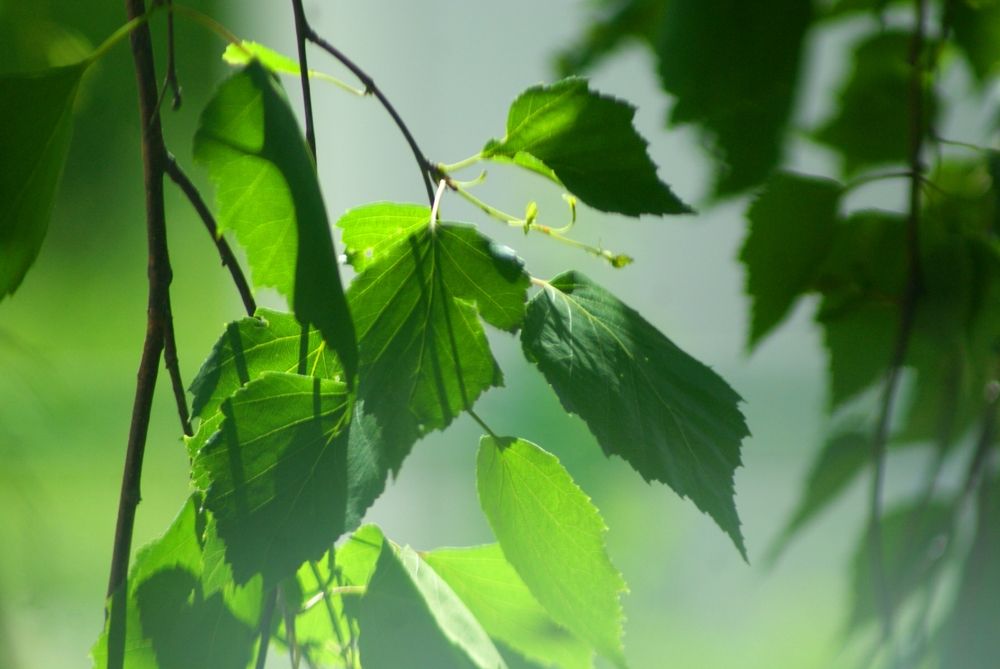 Photograph by Полина Коннова