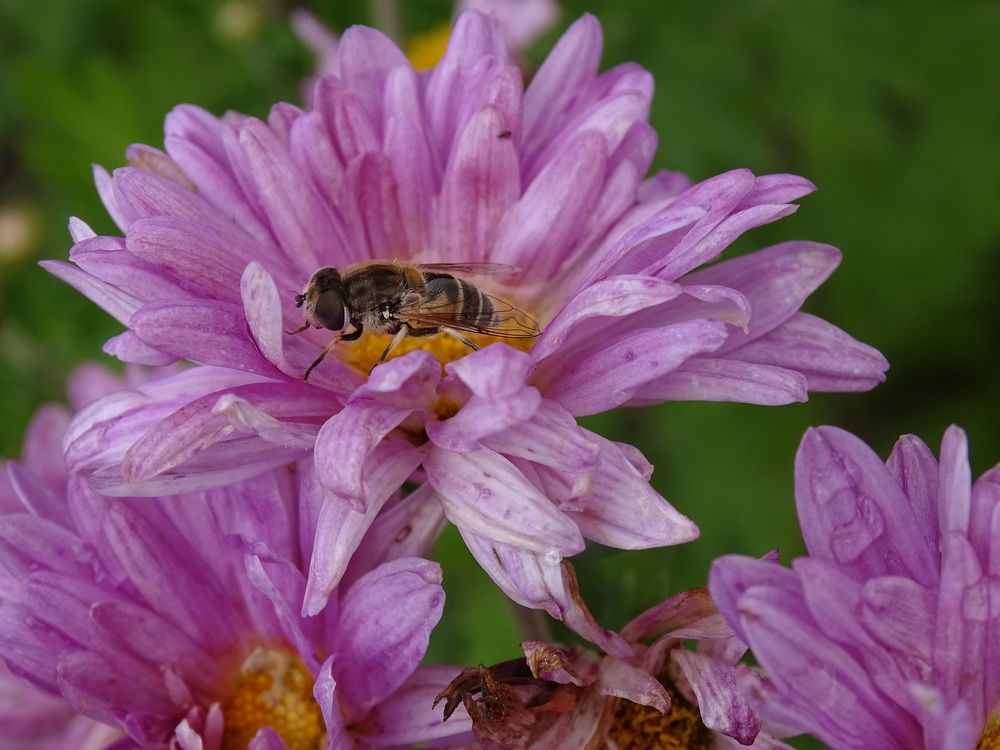 Photograph by Николай Худяков