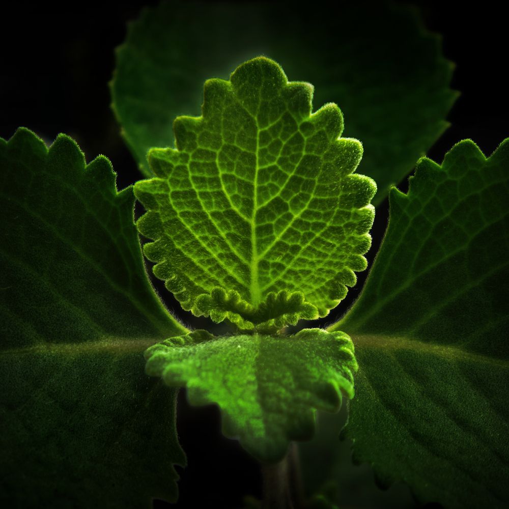 Photograph by Ly Tu Ngan