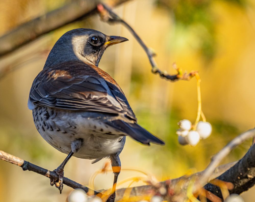 Photograph by Курлянцев Алексей