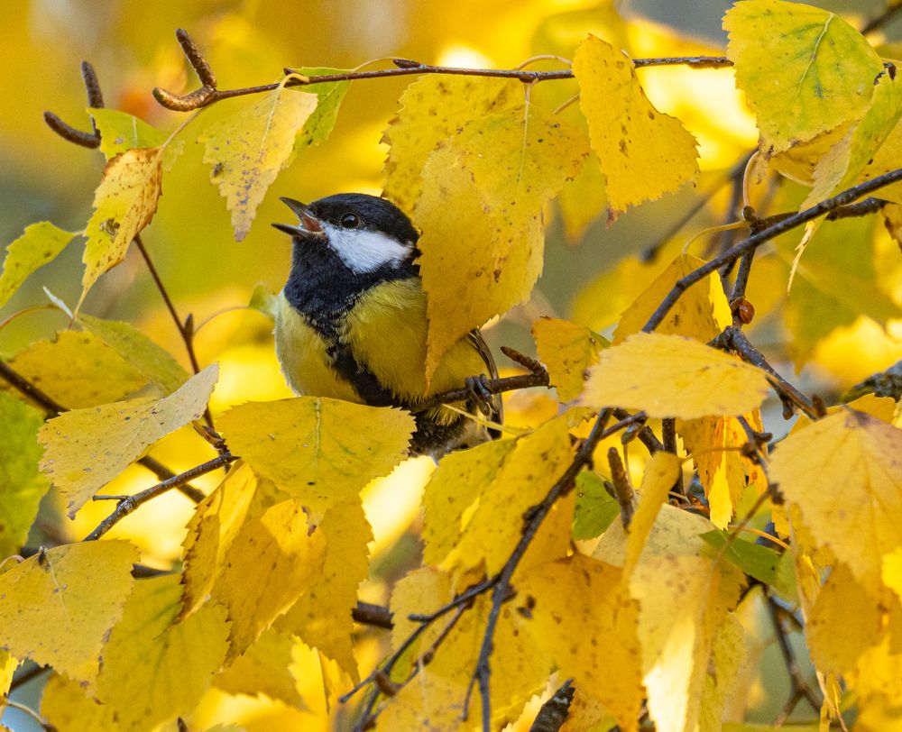 Photograph by Курлянцев Алексей