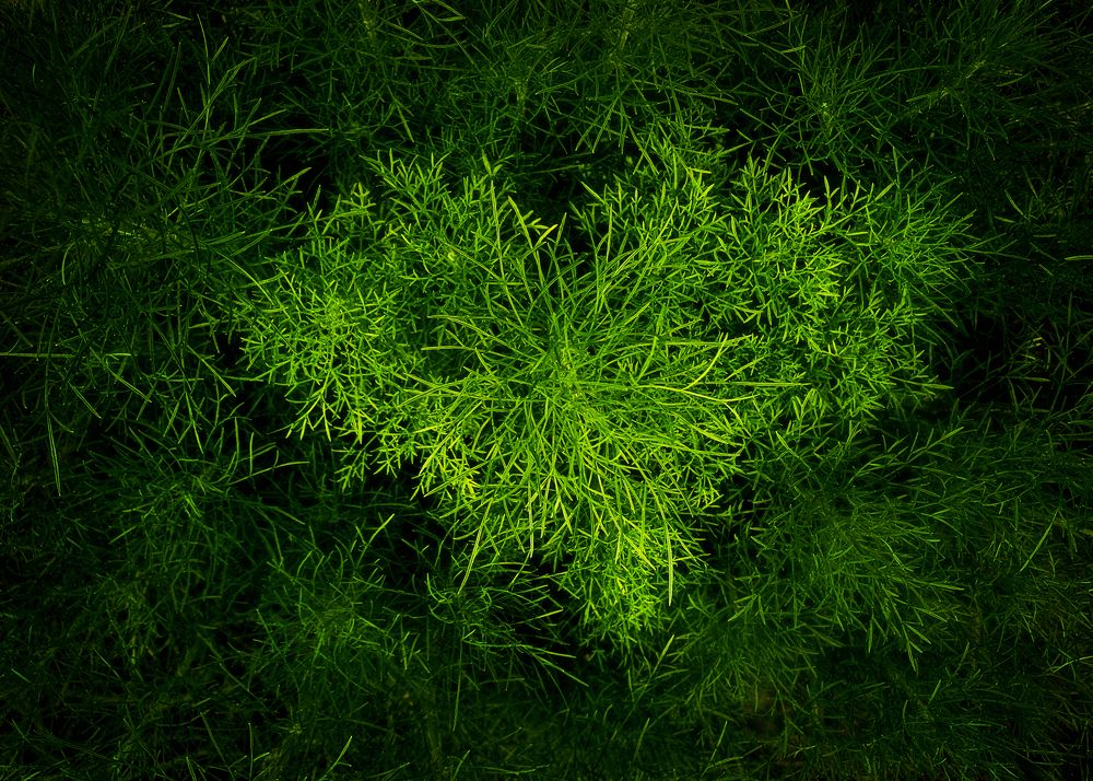 Photograph by Ly Tu Ngan