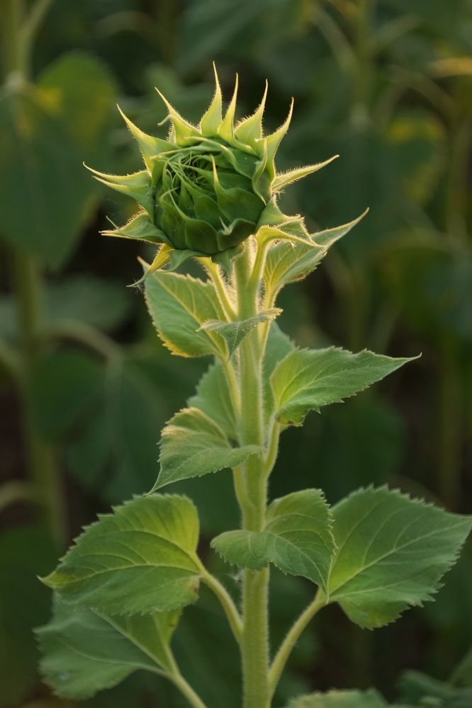 К солнышку.