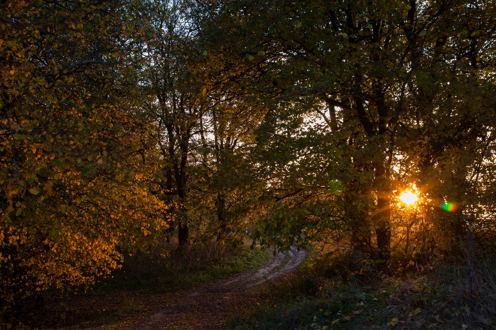 Осенние лучи
