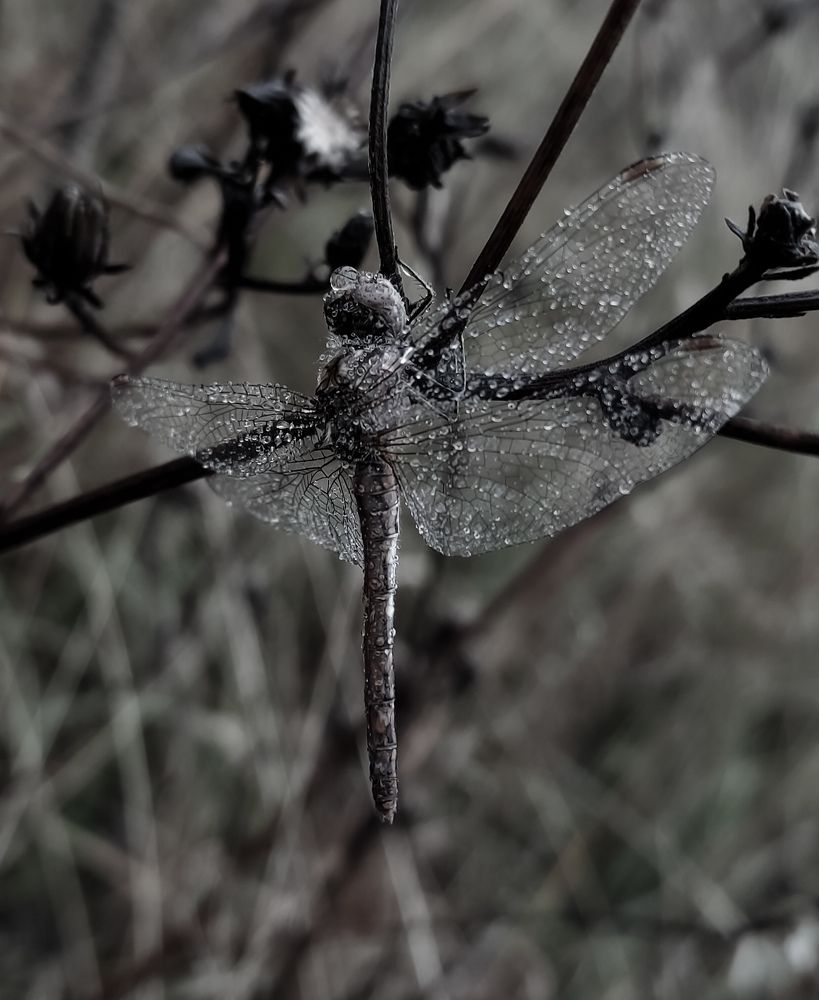 Photograph by Alena Kudryavtseva