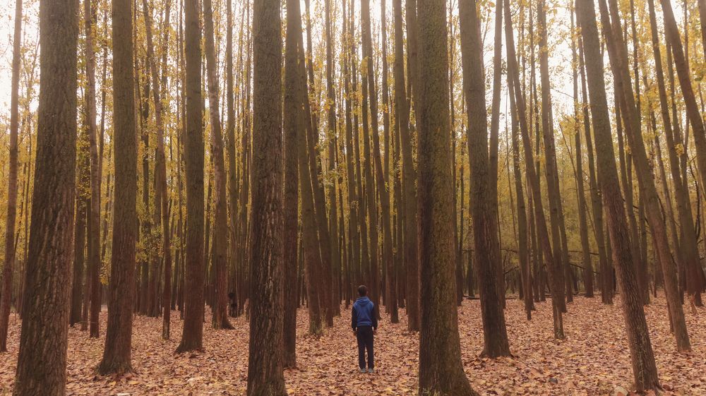 Boy standing in between colourful trees