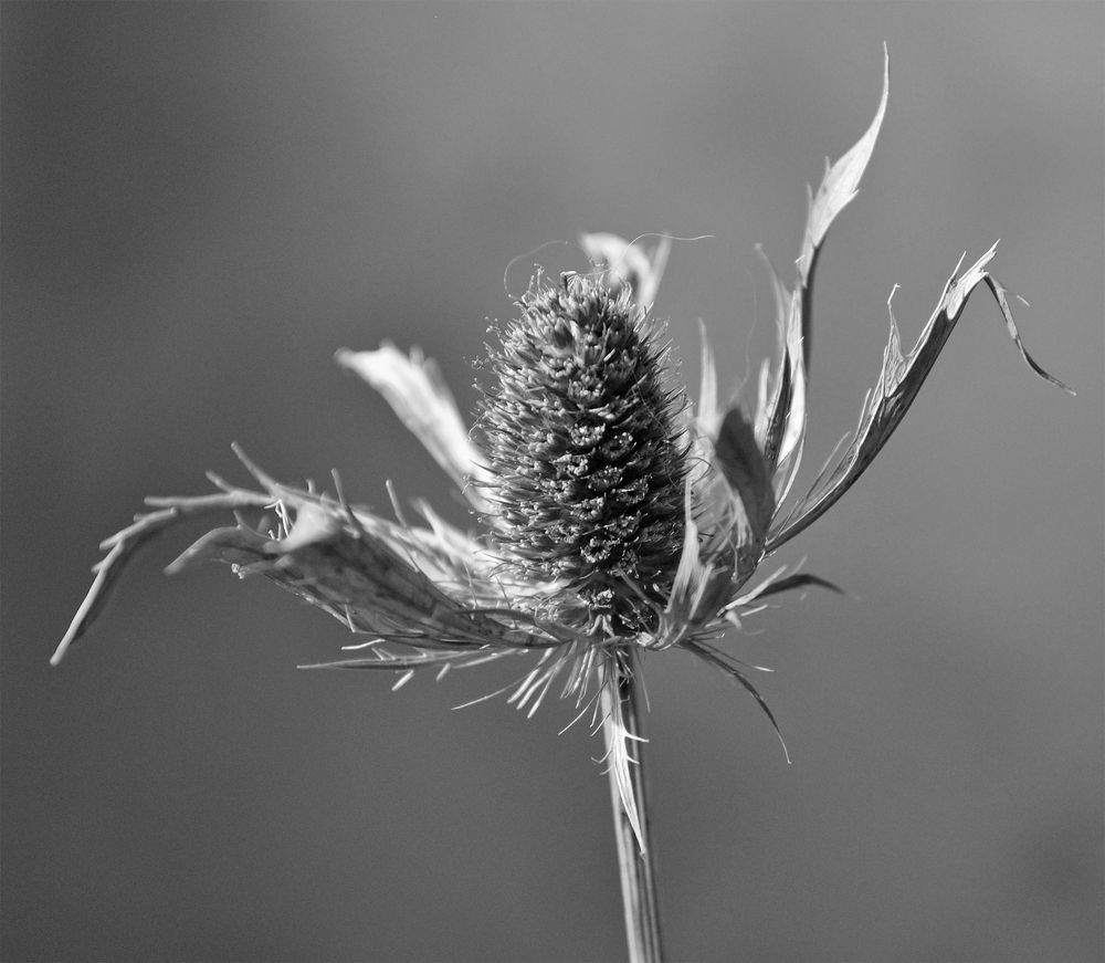 Photograph by Алексей