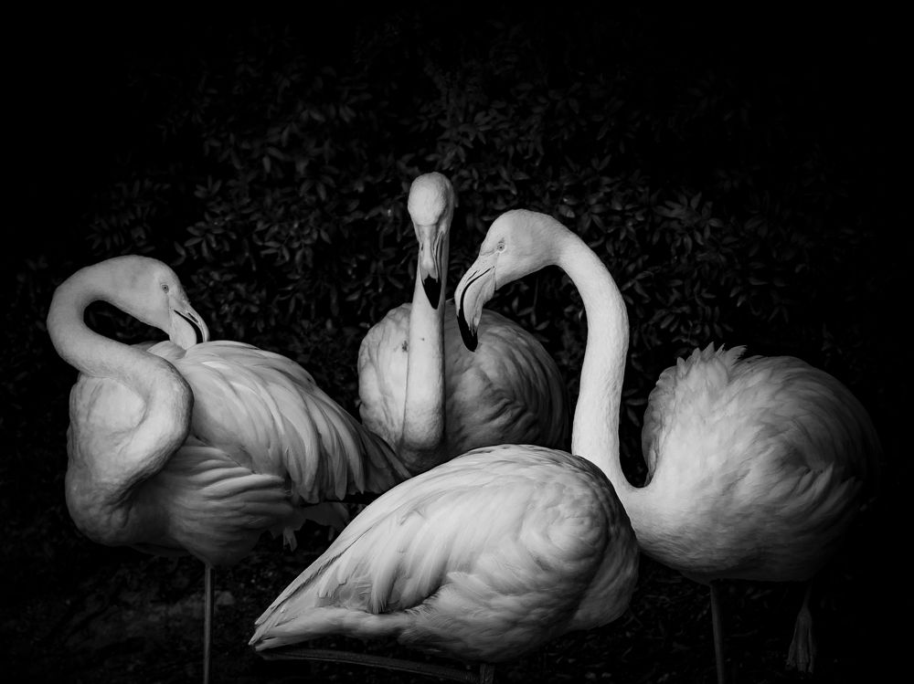 Photograph by Manuel J. Domínguez Jiménez