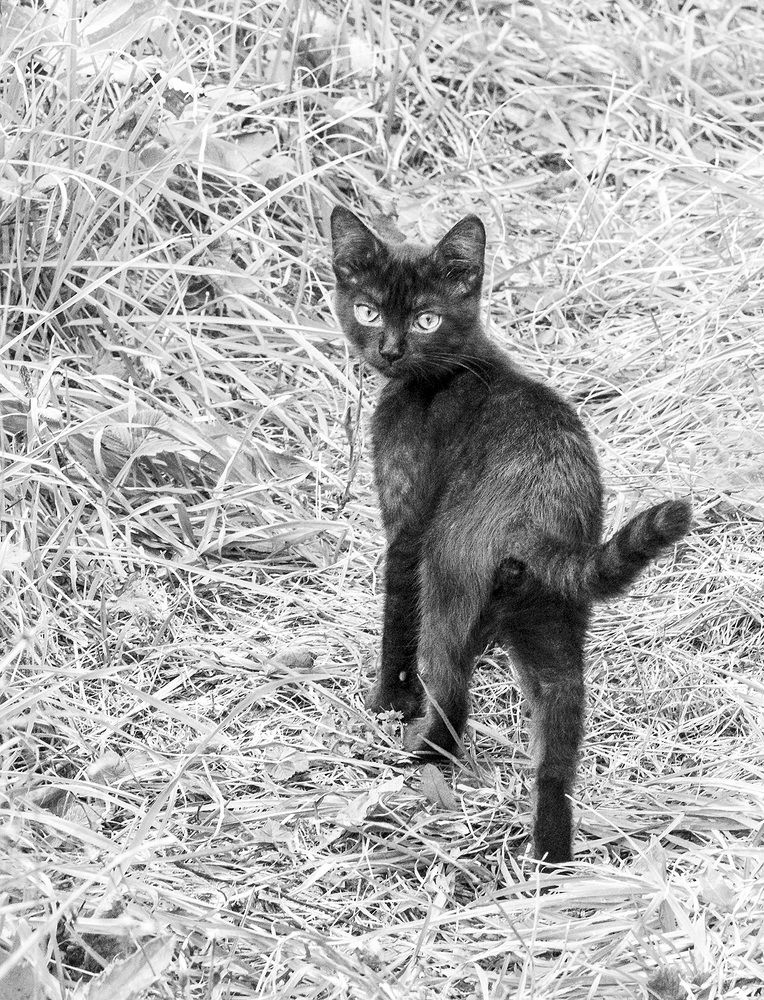 По кличке Натан