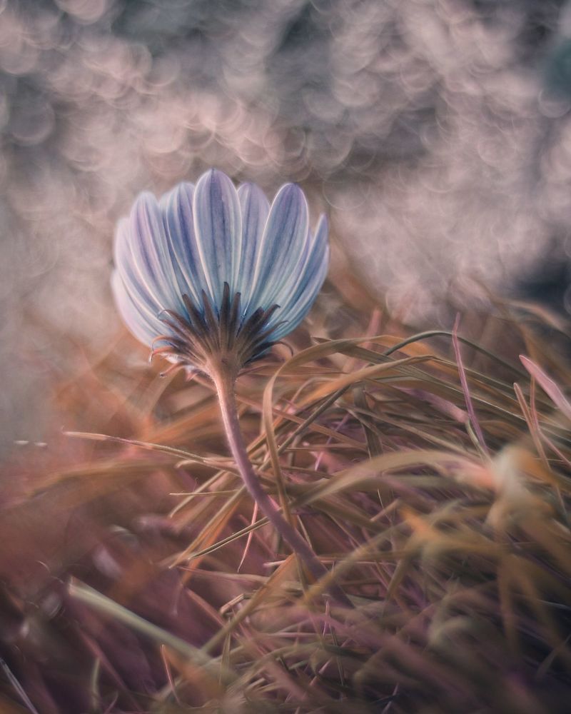 Photograph by abolfazl shahmiry