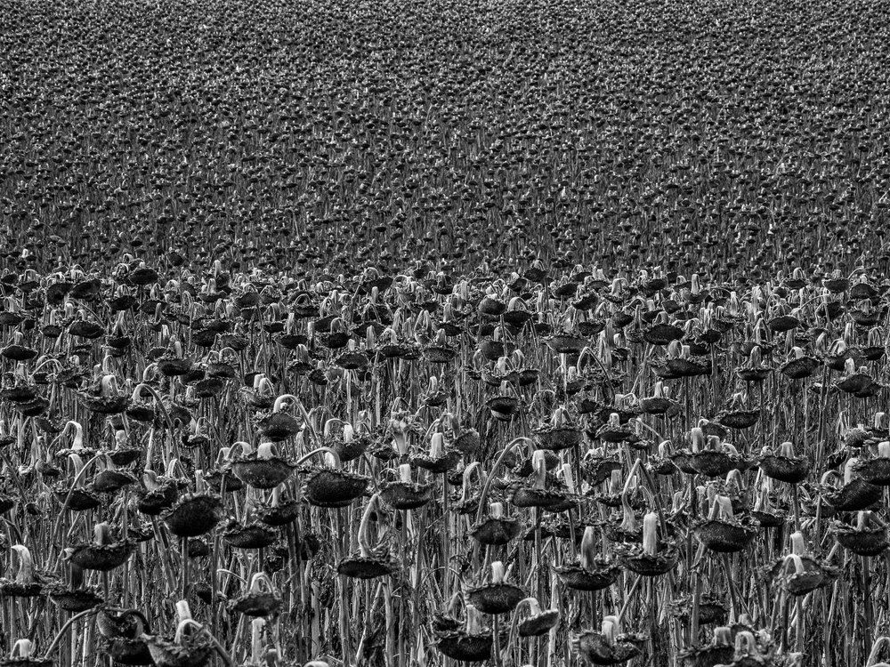 Photograph by Степанов Евгений