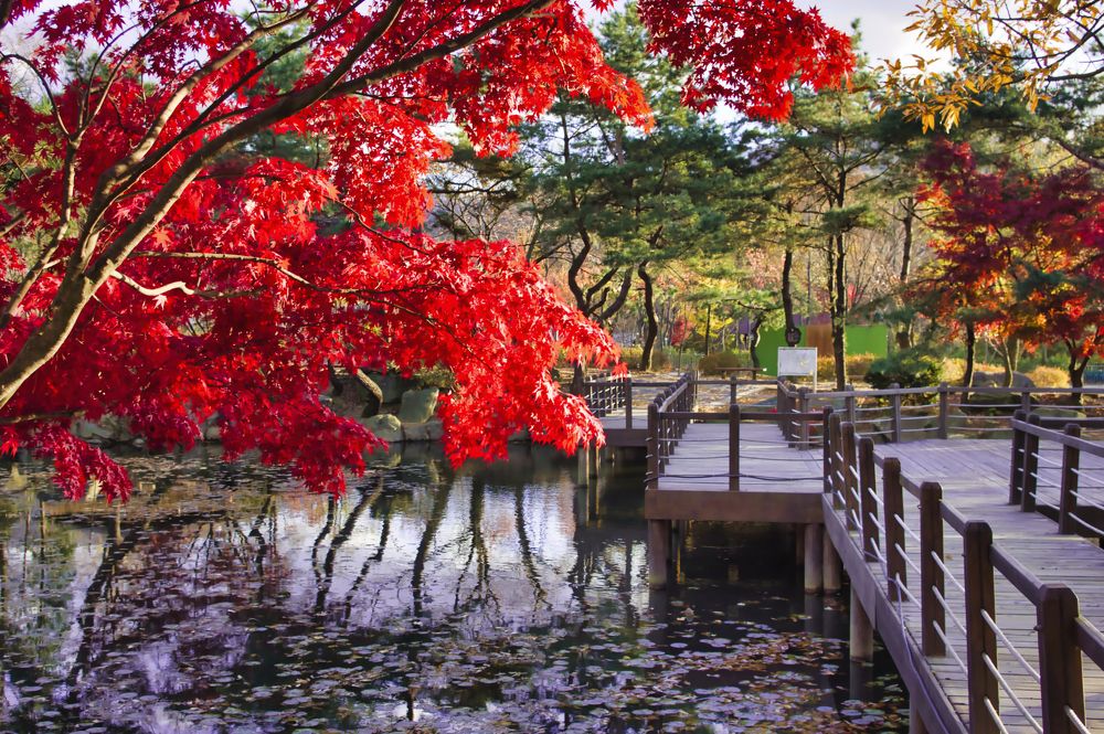 Autumn colors.  Осенний багрянец