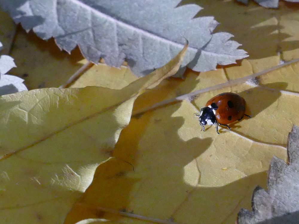 Photograph by Александр Кизим