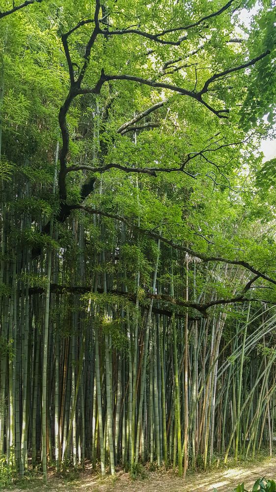 Бамбуковый лес
