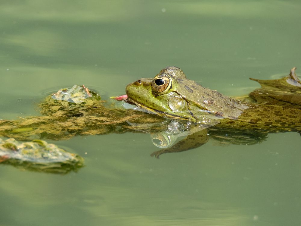 Лягушка
